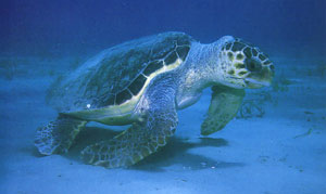 Loggerhead Turtle on Zakynthos