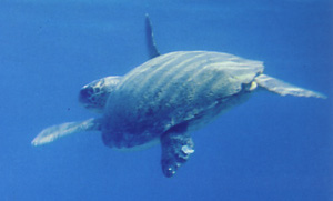 Loggerhead Turtle on Zakynthos