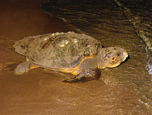 Loggerhead Turtle on Zakynthos