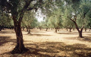 Olive trees